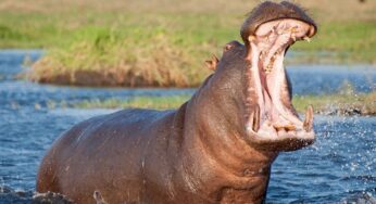 Hippopotamus Amphibius: Kekuatan Gigitannya Tembus 1600 PSI, Beneran?!