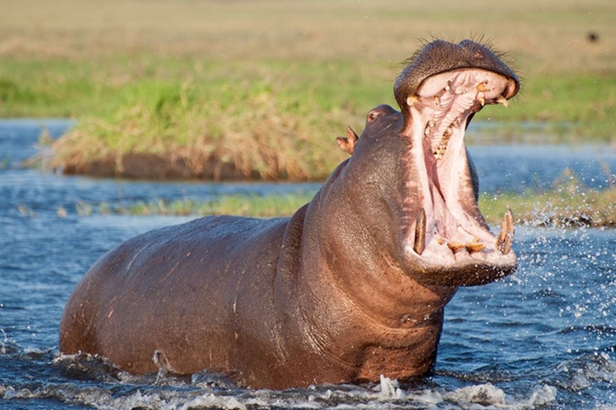 hippopotamus amphibius