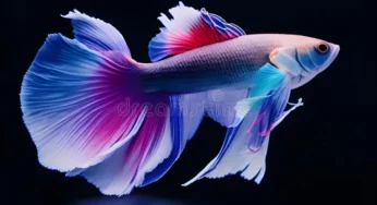 Betta Fish Eksotis: 5 Jenis yang Wajib Dimiliki Penggemar Ikan Hias