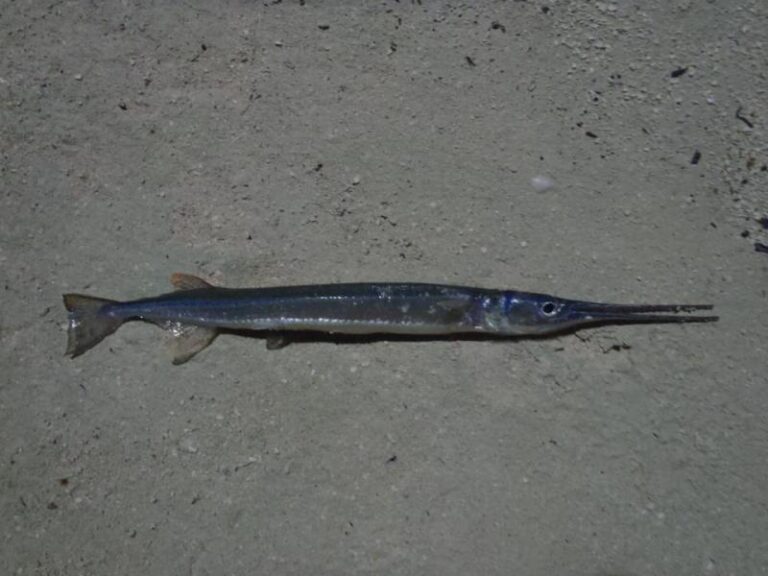 Needlefish