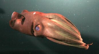 Vampire Squid: Antara Keindahan dan Teror di Kedalaman Laut