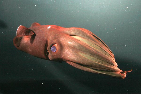 Vampire Squid