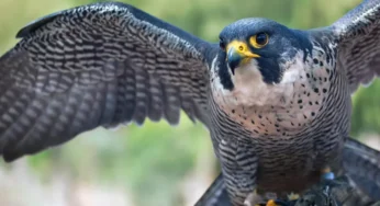 Peregrine Falcon: Melesat Bagai Peluru, Hantaman Tak Terlihat!