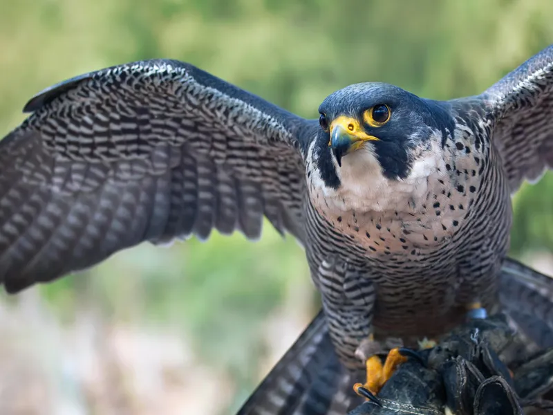 peregrine falcon