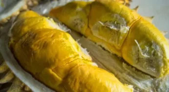 Fakta Menarik Tentang Efek Samping Makan Durian