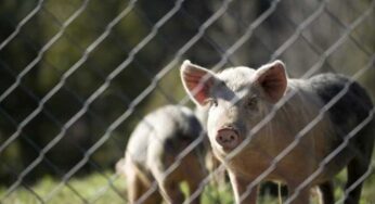 Skandal Porcine: Pemerintah Lakukan Penelusuran Menyeluruh