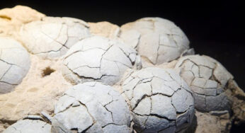 Fosil Telur Dinosaurus 86 Juta Tahun di China Terungkap Lewat Teknologi Jam Atom