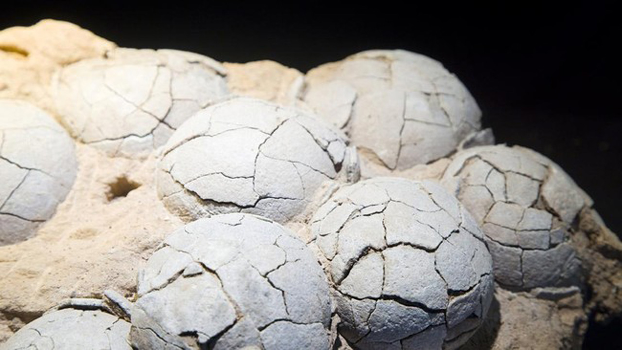 Fosil Telur Dinosaurus 86 Juta Tahun di China Terungkap Lewat Teknologi Jam Atom